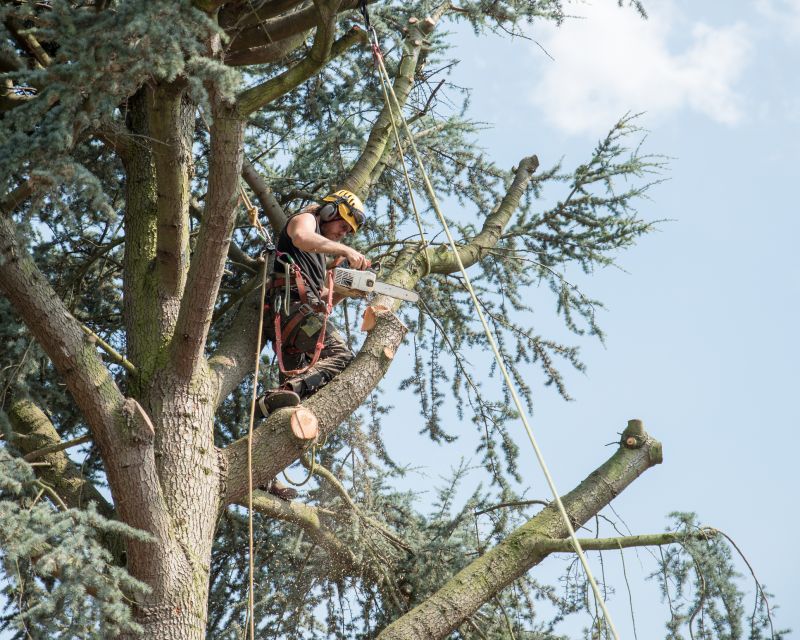 Arborist Tree Service detail