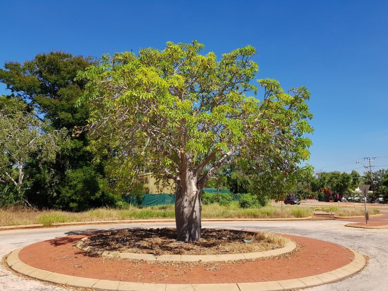 Tree Curbing Installation detail