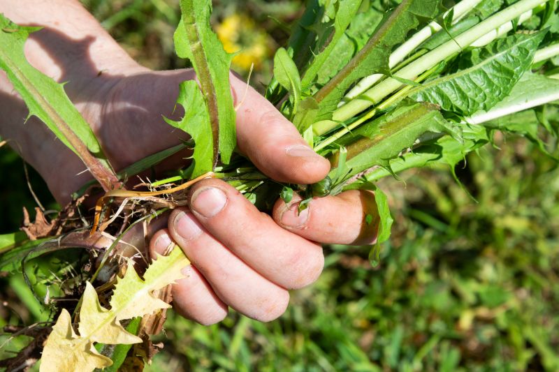 Weeding And Mulching detail